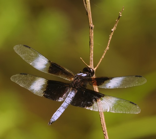 Male
2014_07_01_Floyd